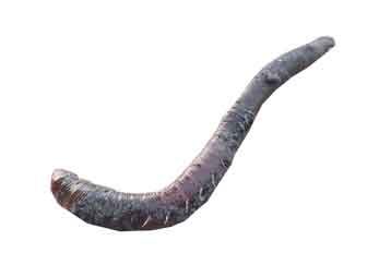 Wattwurm im Wattenmeer von Römö